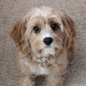 Meet your Posher, Noah